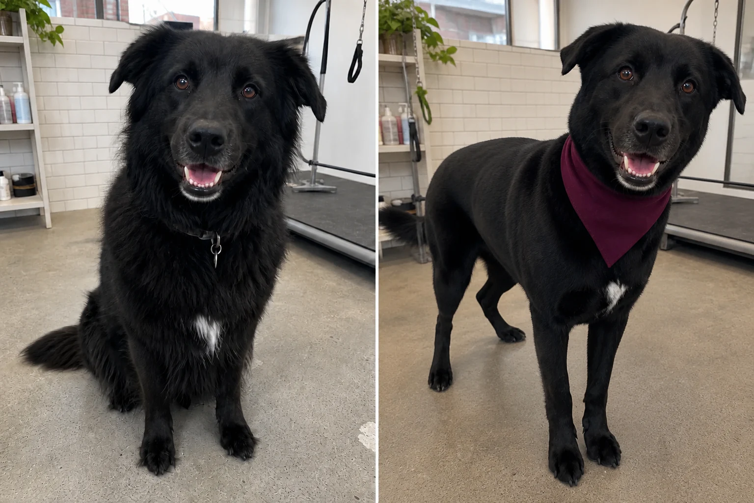 Illustrative side-by-side transformation of Bear, a black shepherd mix, before and after a de-shedding groom