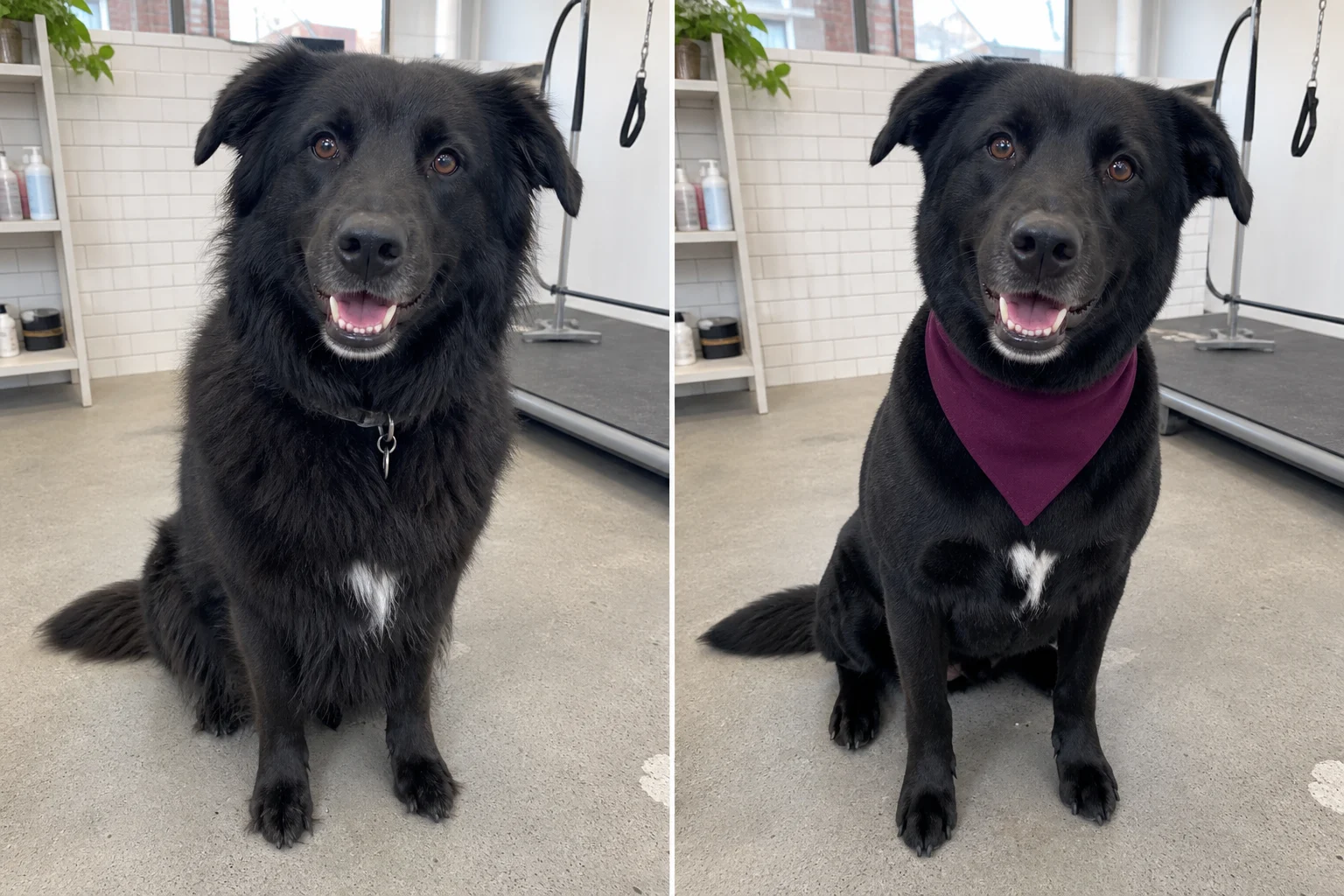 Illustrative side-by-side transformation of Bear, a black shepherd mix, before and after a de-shedding groom