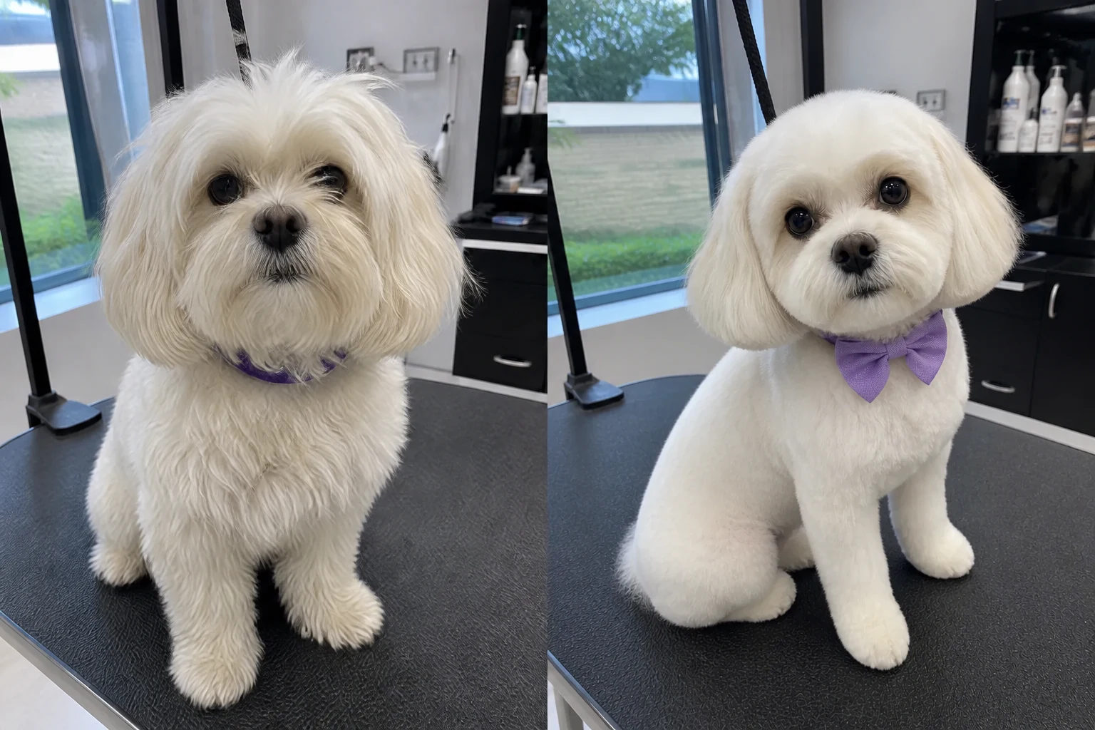 Illustrative side-by-side transformation of Luna, a small white dog, before and after a gentle groom